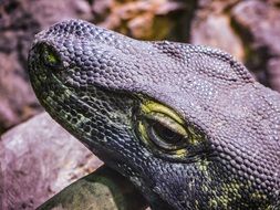 Lizard Scales Eye