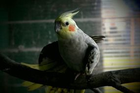 Domestic Cocktiel Parrot