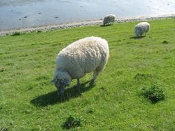 white Sheep grazing on Grass meadow
