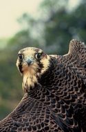 falcon in the wild