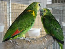 Small parakeets in a cage