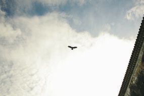 winged bird in a cloudy sky