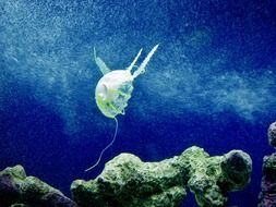 jellyfish swims in the underwater world
