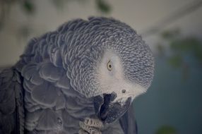 african gray parrot close up