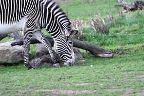 grazing striped zebra