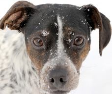 portrait of a dog in the snow