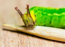 caterpillar head with horns closeup