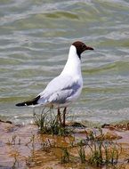 seagull on the shore