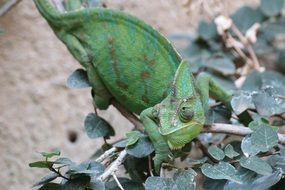 delicious Chameleons