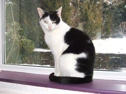 black and white cat sits on a wooden window sill