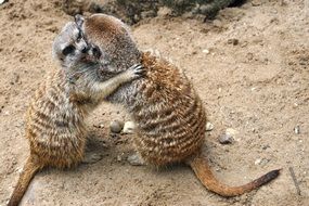 pair of meerkats close up