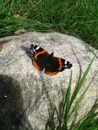 Butterfly on the stone in the garden