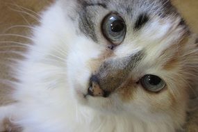 closeup photo of persian cat with expressive eyes