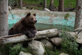 brown bear on a log