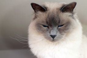 Sacred Birman cat on a blurred background