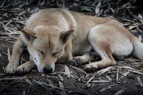 dog sleeping on the ground in china