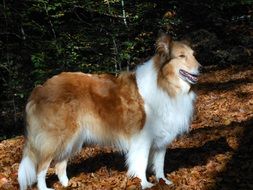 Scottish Collie in the light and shadow