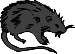 Black Rat, side view, drawing