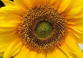 summer Sun Flower Close-up