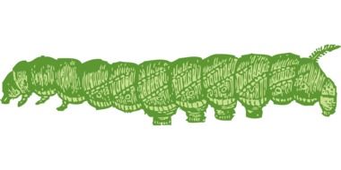 drawing of a long green caterpillar