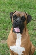 portrait of a boxer dog among nature