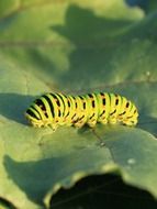 caterpillar of swallowtail on the leaf