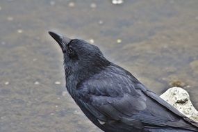 raven stands on a stone near the water