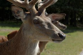 Portrait of the wild deer