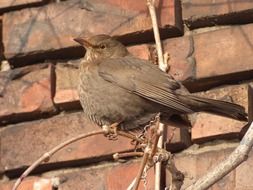 Bird is sitting on the branch close-up