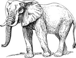 illustration with the image of an elephant