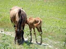 horse and foal on a green meadow