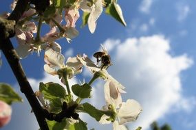 bee on a flowering tree in the bright sun