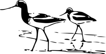 black and white drawing of wading birds