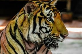 leashed tiger