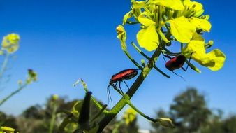 red beetles on bright yellow flowers on a sunny day