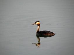 Great crested grebe in the water