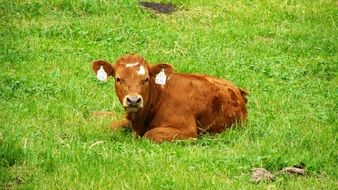 brown cow lies on green grass
