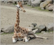 giraffe sitting