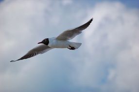 soaring black headed seagull