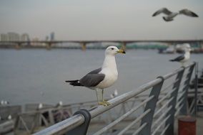 very beautiful and cute Seagull