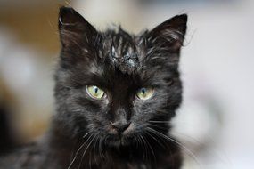 black kitten with wet head close-up