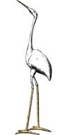 Ä°llustration of Stork Marabou