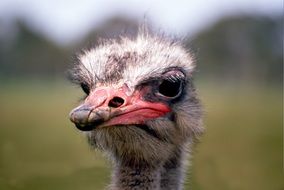 portrait of an australian ostrich