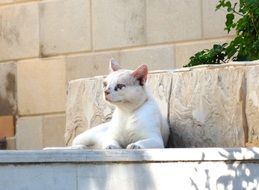 Resting cat on a stone