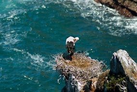 stork nest on a cliff above the water