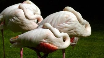Resting flamingos in nature