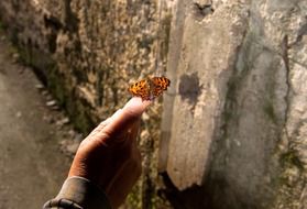 tiger butterfly on a woman's palm