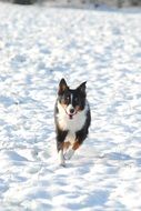 running australian shepherd