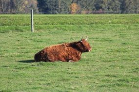 red ox on the green meadow