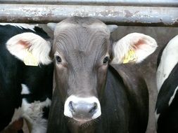 portrait of a cute young cow